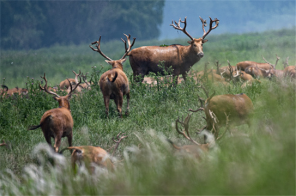 5月19日，一群麋鹿在湖北石首麋鹿国家级自然保护区内活动。新华社记者 惠小勇 摄