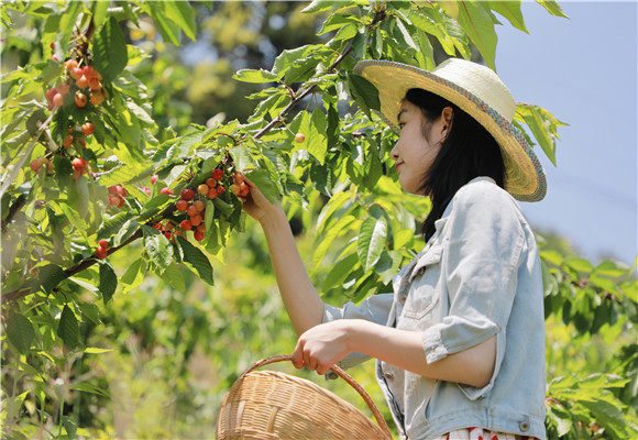 游客在樱桃园里采摘樱桃。通讯员 冉梦竹 摄
