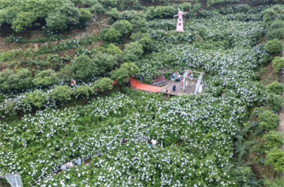 这是5月20日在柏树村拍摄的绣球花（无人机照片）。新华社记者 黄伟 摄