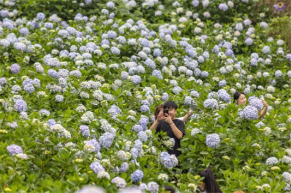 5月20日，游客在柏树村绣球花基地游玩、拍照。新华社记者 黄伟 摄