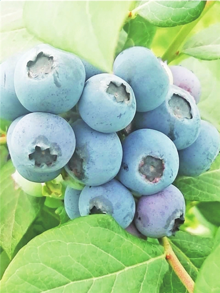 1个大味美的茨竹高山蓝莓。受访者供图