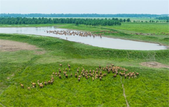 5月19日，一群麋鹿在湖北石首麋鹿国家级自然保护区内活动（无人机照片）。新华社记者 肖艺九 摄