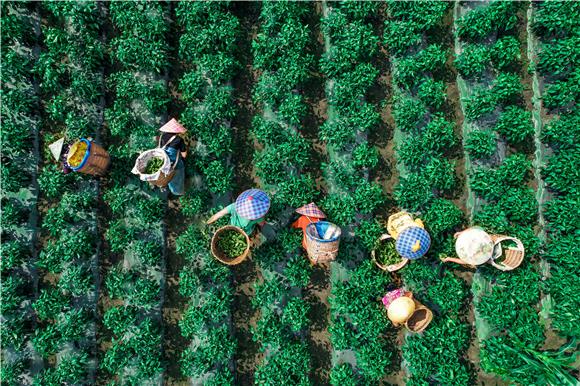合川区渭沱镇六角村种植大户邓琴正组织农户采摘青椒。通讯员 刘琳琪 摄