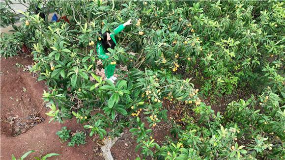 游客自己爬上枇杷树体验采摘乐趣。通讯员 谭家龙 供图