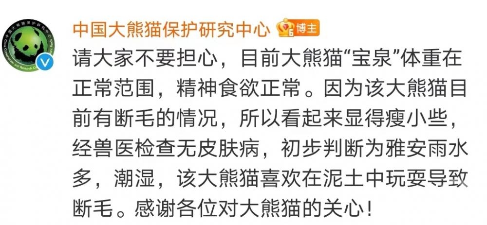 碧峰峡基地一熊猫瘦得“皮包骨”引关注，回应：毛少显瘦，无健康问题3