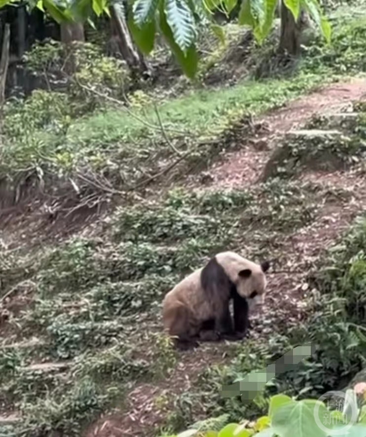 碧峰峡基地一熊猫瘦得“皮包骨”引关注，回应：毛少显瘦，无健康问题1