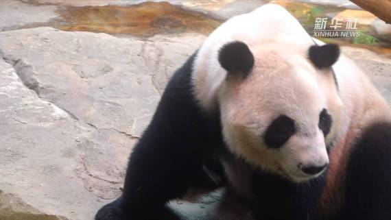 生活在长隆野生动物世界的快乐“三姐弟”1