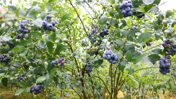 饱满的蓝莓挂满枝头。记者 方霞 朱丹 摄