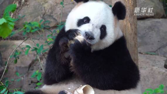 生活在长隆野生动物世界的快乐“三姐弟”3