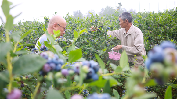游客采摘蓝莓。记者 方霞 朱丹 摄