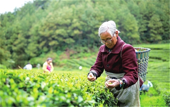近日，在位于屏锦镇笋沟村的一箭春生态茶园内，村民在采摘茶叶。 记者 熊伟 摄