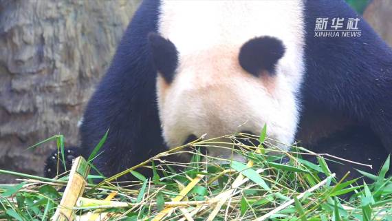 生活在长隆野生动物世界的快乐“三姐弟”2