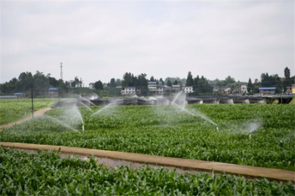 5月24日，在达州达川区万家镇一大豆玉米带状复合种植示范片，自动喷灌系统在浇水。新华社记者 胥冰洁 摄