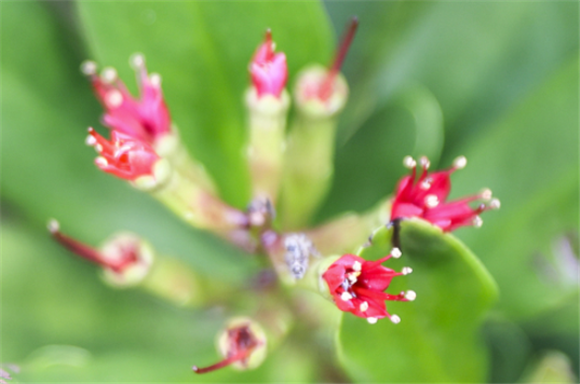 这是5月23日在海南东寨港国家级自然保护区拍摄的红榄李花朵。新华社记者 张丽芸 摄