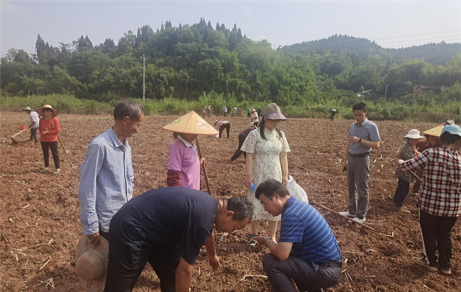 农技专家向村民们现场指导大豆玉米带状复合种植技术。铜梁区融媒体中心供图