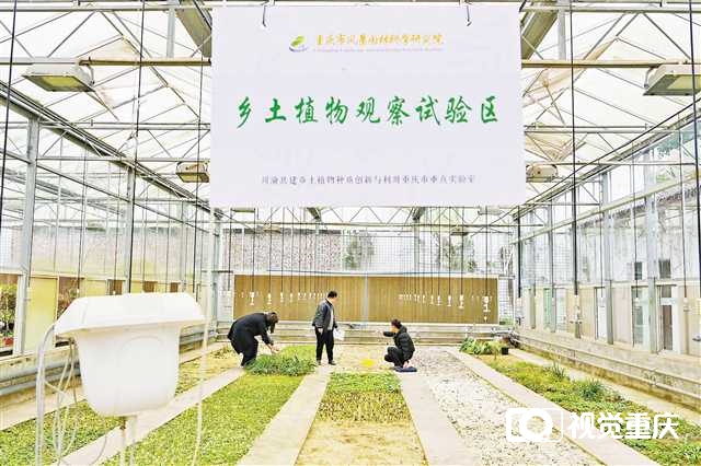 川渝共建乡土植物种质创新与利用重庆市重点实验室：</p><p>守护乡土植物“芯片” 让川山茶四季开花1