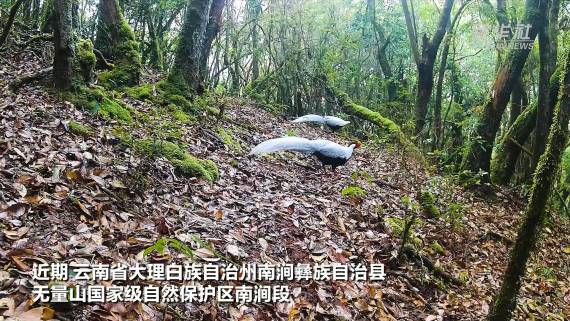 多只白鹇现身云南无量山觅食2
