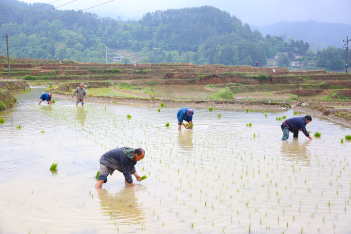 村民在稻田里拔苗插秧。记者 方霞 摄