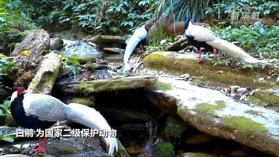 多只白鹇现身云南无量山觅食1