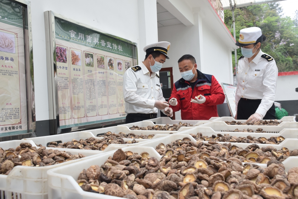 海关关员到企业了解香菇生产情况。重庆海关供图