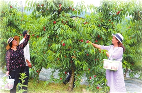 合兴街道石桥社区，游客在桃园里采摘桃子。记者 周旋 摄