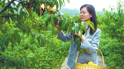 石安镇里程村黄桃园内，游客在采摘黄桃。