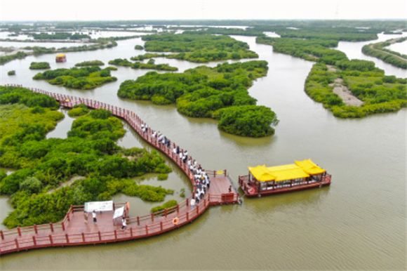 在湛江市金牛岛，游客在栈桥上参观红树林（5月24日摄，无人机照片）。新华社记者 邓华 摄