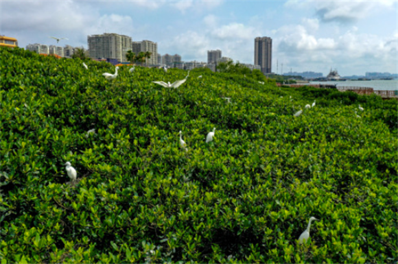 鸟类在湛江市霞山区观海长廊一带的红树林里栖息（5月25日摄，无人机照片）。新华社记者 刘大伟 摄