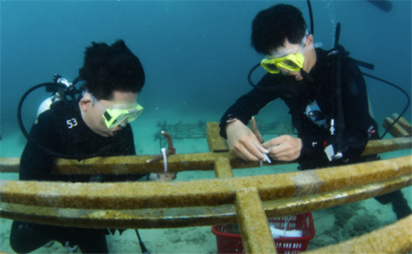 5月27日，潜水员在分界洲岛附近海域移植珊瑚。新华社记者 杨冠宇 摄