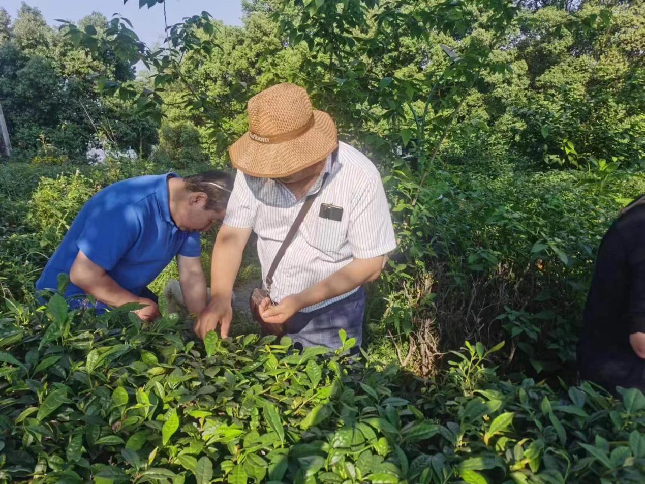龙珠商城|五一特别活动:一场丰富有趣的茶园之旅3
