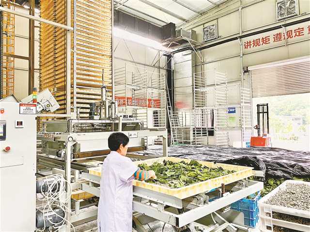 百年老产业 奔向千亿新丝路1