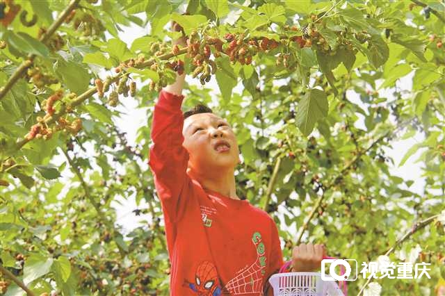 百年老产业 奔向千亿新丝路2