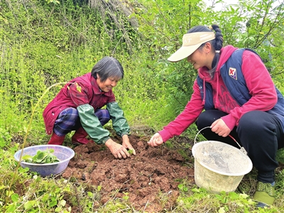 文化镇三寨村，村民们在花椒树下移栽蜜本南瓜。记者 蒋婷 摄