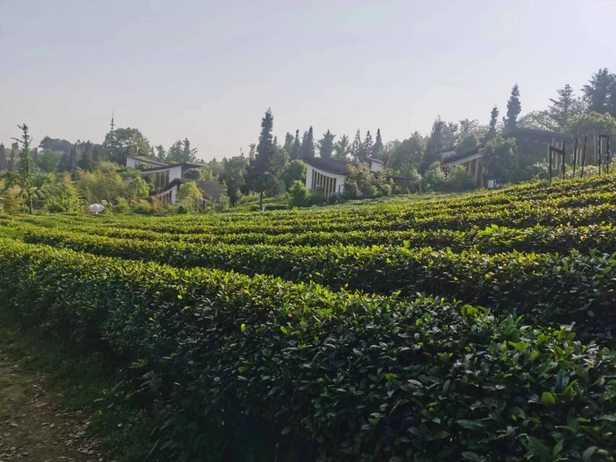 龙珠商城|五一特别活动:一场丰富有趣的茶园之旅2