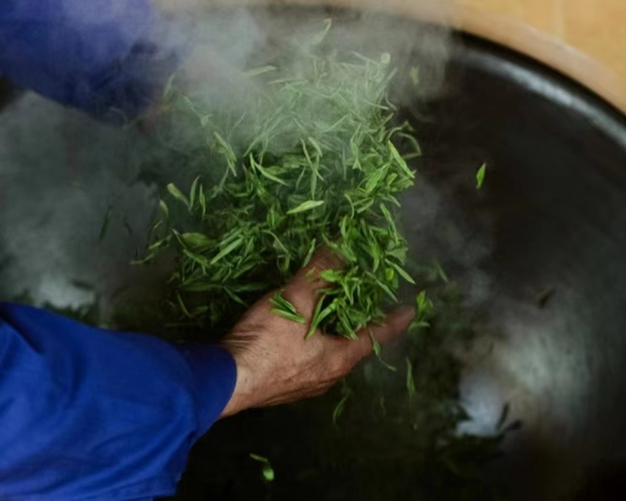 龙珠商城|五一特别活动:一场丰富有趣的茶园之旅4