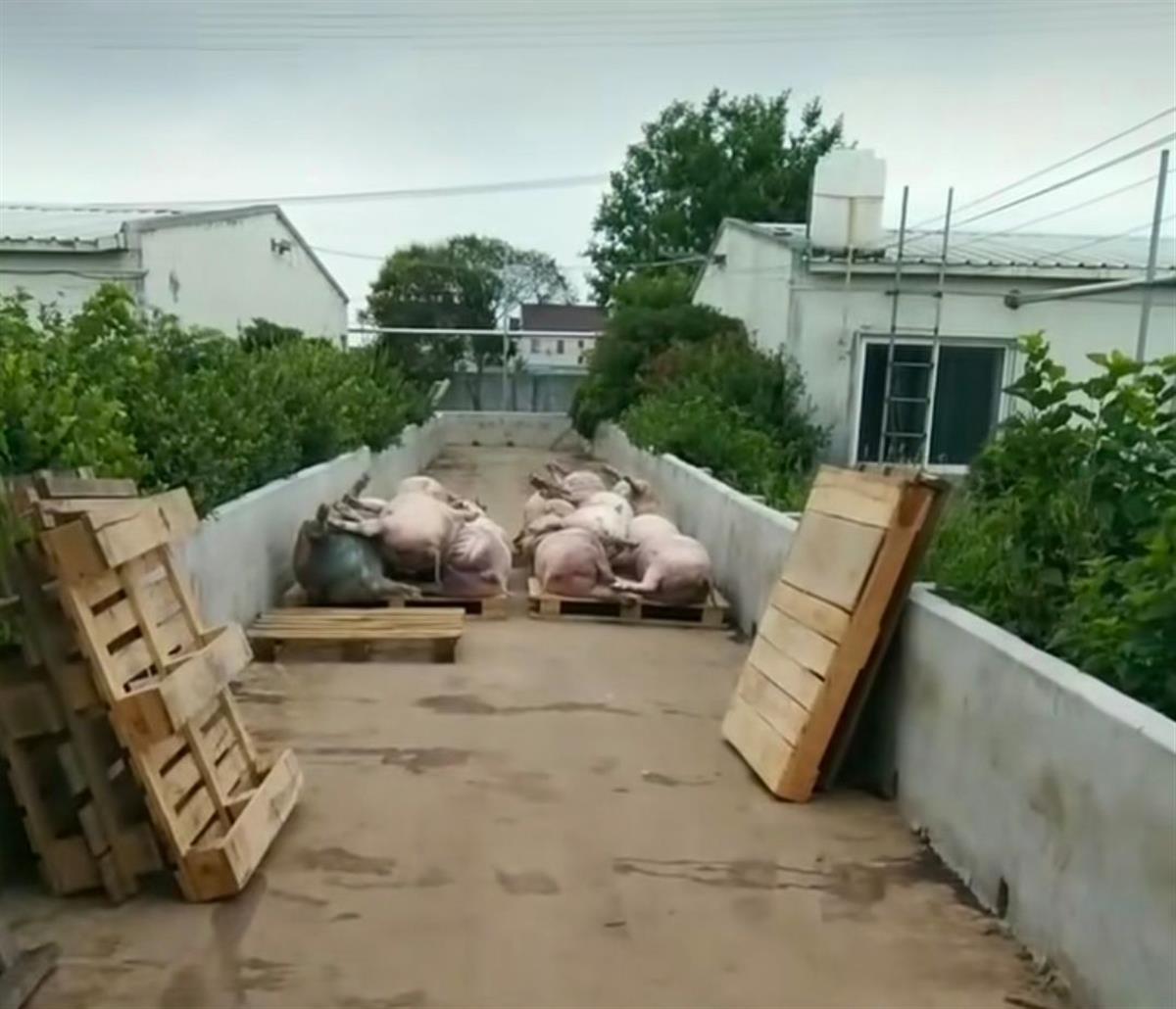 养殖场回应“跳闸断电数千头猪被热死”：没死那么多，已联系保险理赔