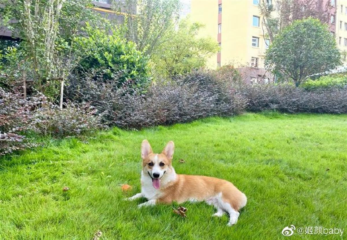 结婚半年离婚,20万元彩礼该不该还?被丈夫砍杀柯基威胁女子回应:交由法院判决1