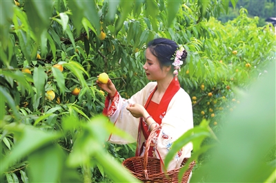 石安镇里程村黄桃种植基地，游客在采摘黄桃。记者 向成国 摄