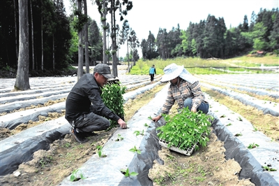 村民在移栽菜椒苗。记者 隆太良 摄