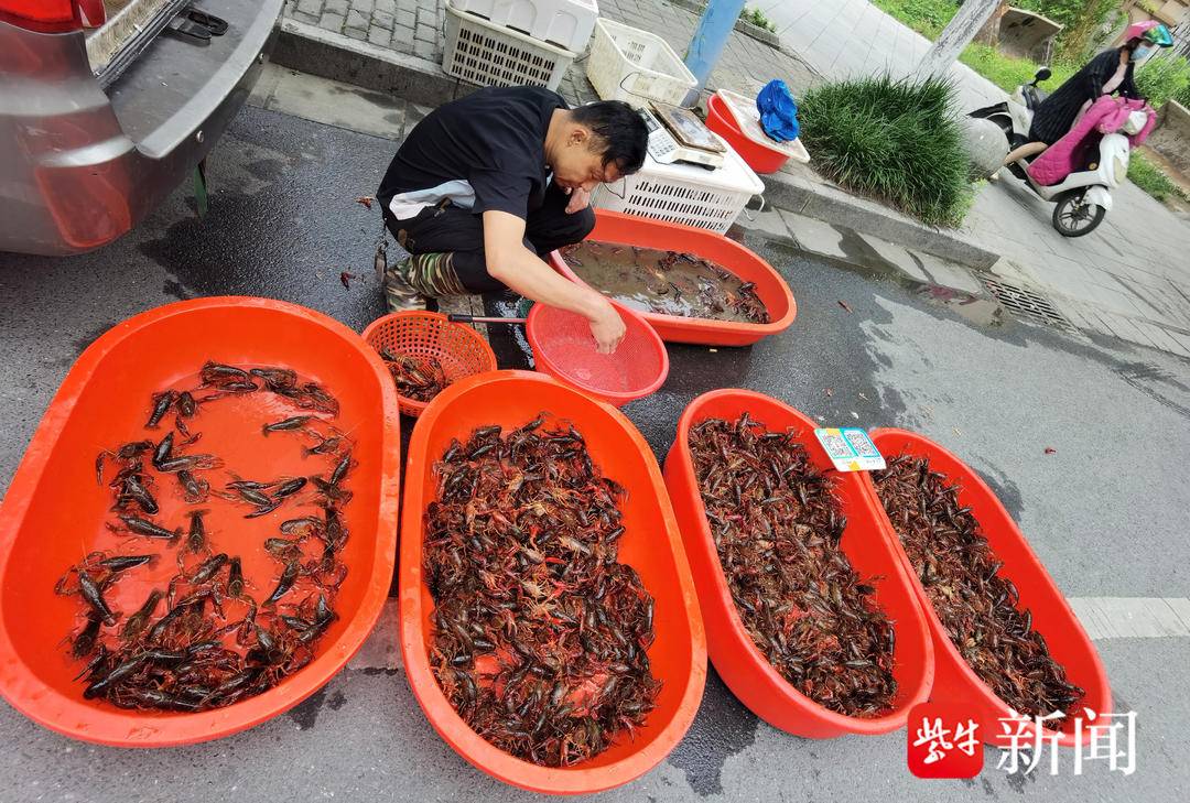 小龙虾最低每斤只卖7元钱，为何？ 原来今年养殖是“大年”7