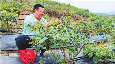 礼让镇玉石村的蓝莓园内，市民在开心地采摘蓝莓。记者 孙莎莎 摄