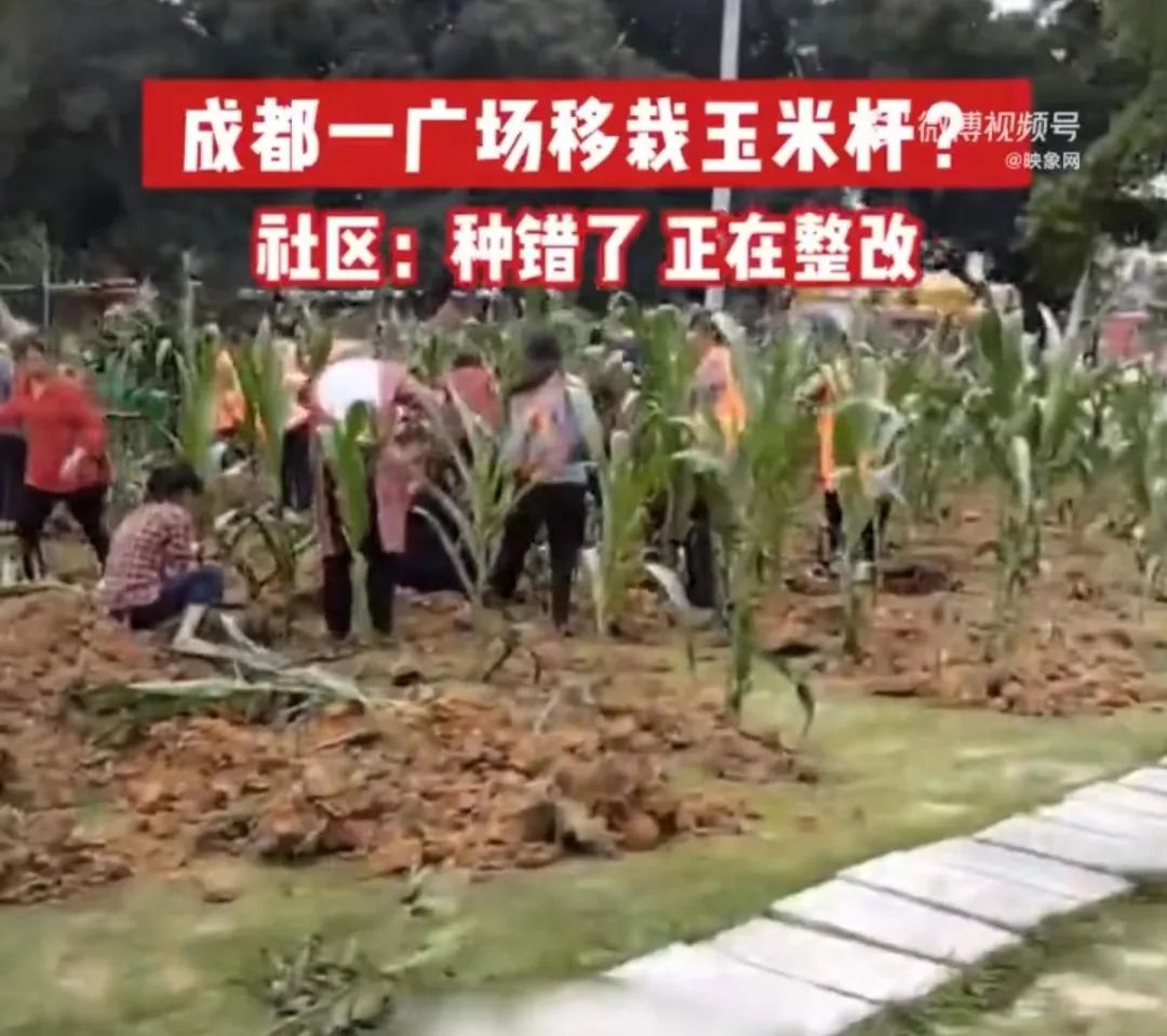 成都双流“广场移栽玉米秆”引质疑，当地曾“水泥地上种油菜”2