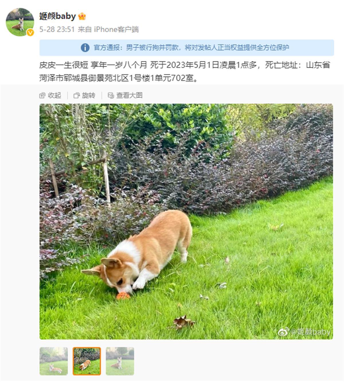 山东砍柯基男子被曝任职公益岗且“只拿工资不上班”，是不是违规顶岗吃空饷必须严查4