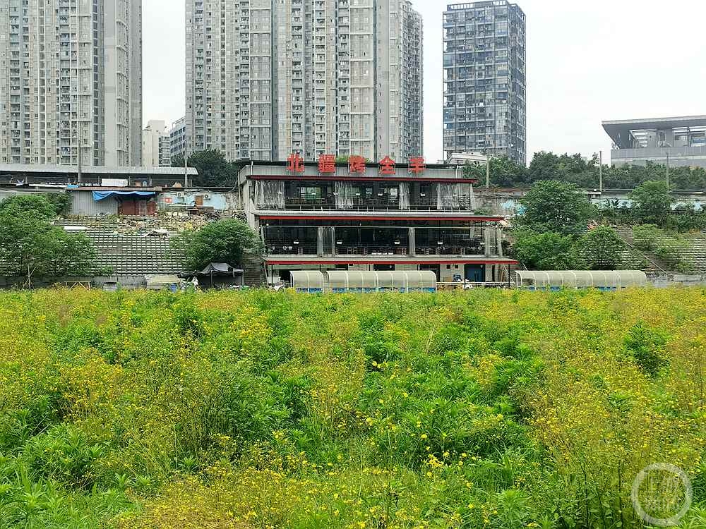 洋河体育场“大变身”：球场变草场，看台成苗圃，主席台上烤全羊5