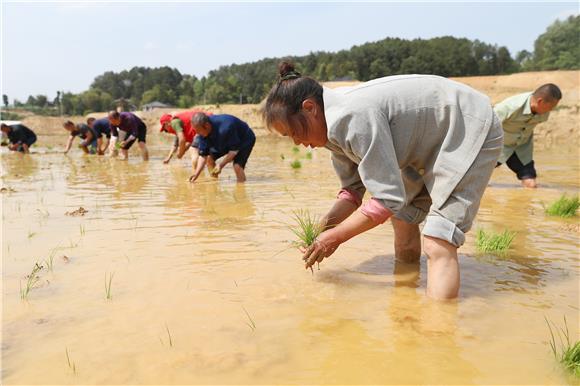 村民在插秧。通讯员 黄河 摄