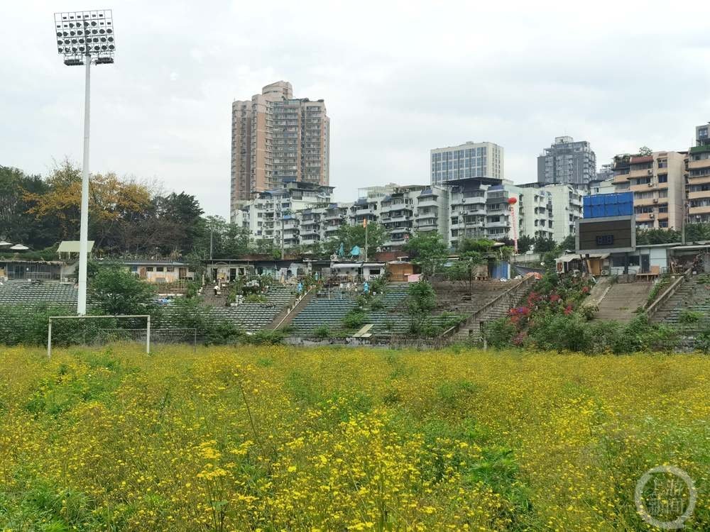 洋河体育场“大变身”：球场变草场，看台成苗圃，主席台上烤全羊1