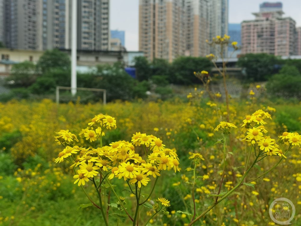 洋河体育场“大变身”：球场变草场，看台成苗圃，主席台上烤全羊4