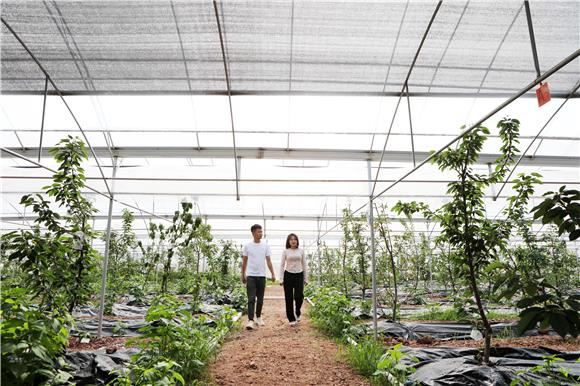工作人员在智能蔬果生产大棚里巡视。通讯员 陈仕川 摄