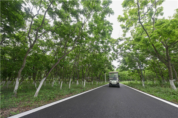 在海南花梨谷文化旅游区拍摄的黄花梨林景色。新华社记者 蒲晓旭 摄