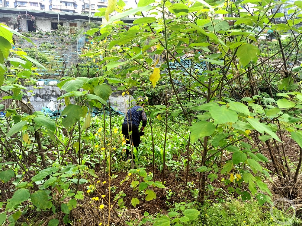 洋河体育场“大变身”：球场变草场，看台成苗圃，主席台上烤全羊6